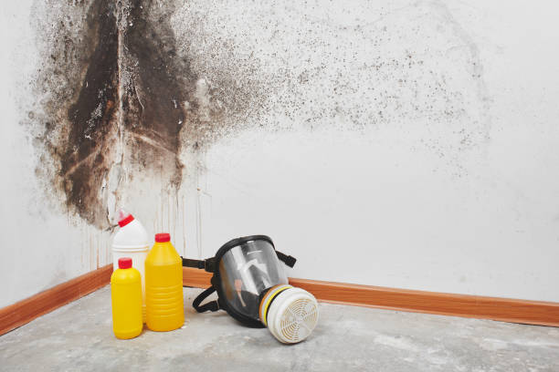 Best Crawl Space Mold Removal  in Columbus, TX
