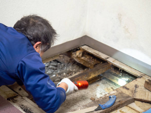 Best Mold Remediation  in Columbus, TX