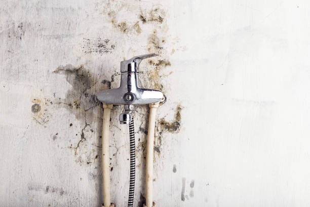 Home Mold Removal in Columbus, TX