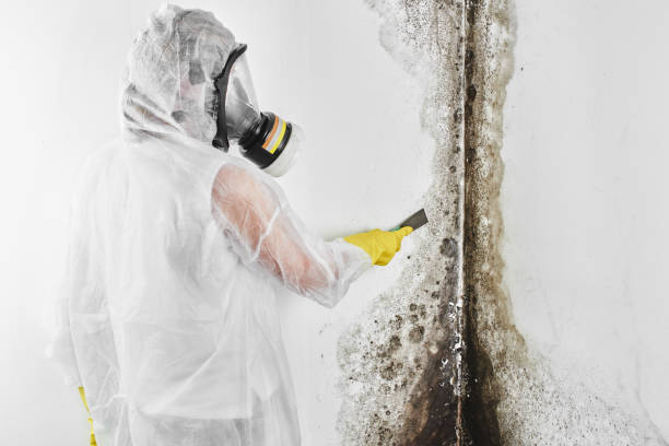 Best Certified Mold Removal  in Columbus, TX