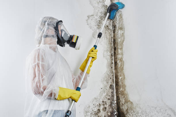 Best Professional Mold Removal  in Columbus, TX