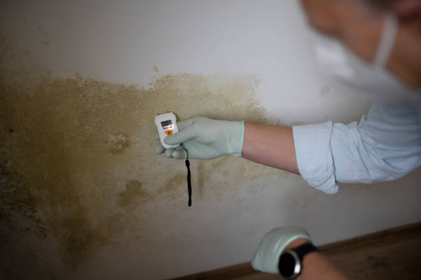 Best Black Mold Removal  in Columbus, TX