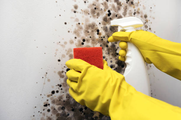 Best Commercial Mold Removal  in Columbus, TX